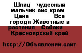 Шпиц - чудесный мальчик айс-крем › Цена ­ 20 000 - Все города Животные и растения » Собаки   . Красноярский край